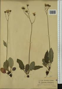 Hieracium glaucinum subsp. fragile (Jord.) O. Bolòs & Vigo, Western Europe (EUR) (Czech Republic)