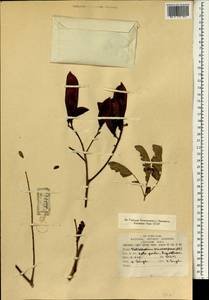 Peltophorum pterocarpum (DC.)K.Heyne, South Asia, South Asia (Asia outside ex-Soviet states and Mongolia) (ASIA) (India)