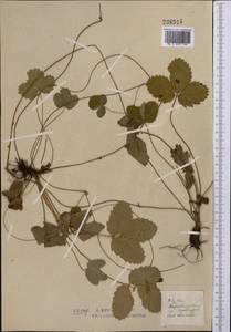 Fragaria viridis Duchesne, Middle Asia, Northern & Central Kazakhstan (M10) (Kazakhstan)
