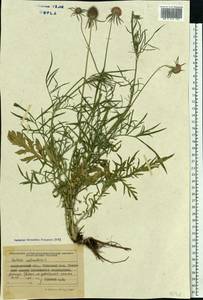 Scabiosa columbaria L., Eastern Europe, West Ukrainian region (E13) (Ukraine)