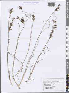 Juncus compressus Jacq., Eastern Europe, Middle Volga region (E8) (Russia)