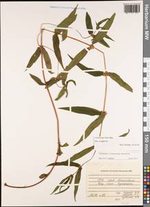 Gonostegia hirta (Blume) Miq., South Asia, South Asia (Asia outside ex-Soviet states and Mongolia) (ASIA) (Vietnam)