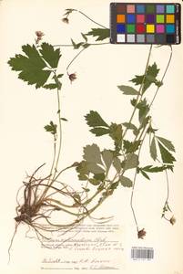 Geum × intermedium Ehrh., Eastern Europe, Central region (E4) (Russia)