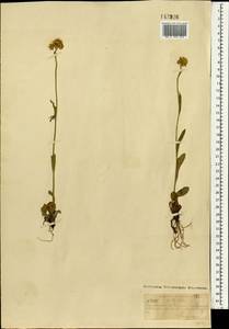 Tephroseris integrifolia (L.) Holub, Mongolia (MONG) (Mongolia)