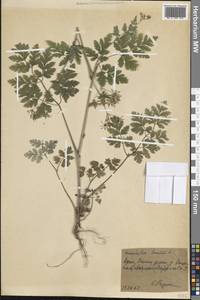 Chaerophyllum temulum L., Crimea (KRYM) (Russia)