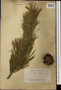 Pinus sylvestris var. hamata Steven, Caucasus, Armenia (K5) (Armenia)