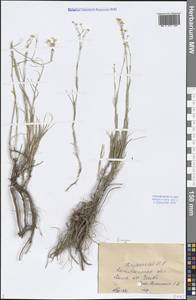 Eremogone, Middle Asia, Caspian Ustyurt & Northern Aralia (M8) (Kazakhstan)