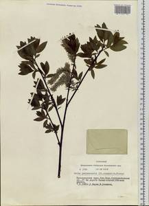 Salix jenisseensis (Fr. Schmidt) B. Floder., Siberia, Altai & Sayany Mountains (S2) (Russia)