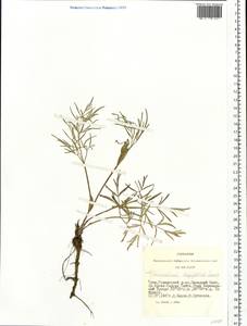Conioselinum longifolium Turcz., Siberia, Altai & Sayany Mountains (S2) (Russia)