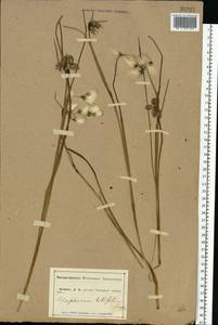 Eriophorum latifolium Hoppe, Eastern Europe, Central forest-and-steppe region (E6) (Russia)