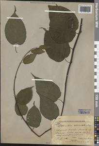 Actinidia kolomikta (Maxim. & Rupr.) Maxim., Siberia, Russian Far East (S6) (Russia)