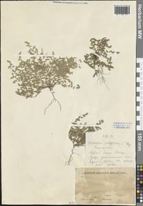 Herniaria polygama Gay, Eastern Europe, Central forest-and-steppe region (E6) (Russia)