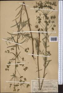Euphorbia virgata Waldst. & Kit., Middle Asia, Western Tian Shan & Karatau (M3) (Kyrgyzstan)
