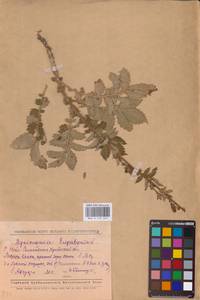 Agrimonia eupatoria L., Eastern Europe, Middle Volga region (E8) (Russia)