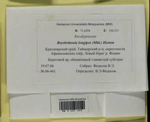 Bryobrittonia longipes (Mitt.) D.G. Horton, Bryophytes, Bryophytes - Krasnoyarsk Krai, Tyva & Khakassia (B17) (Russia)