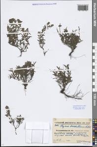 Thymus pannonicus All., Eastern Europe, North Ukrainian region (E11) (Ukraine)