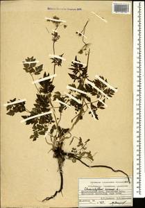 Chaerophyllum aureum L., Caucasus, Krasnodar Krai & Adygea (K1a) (Russia)