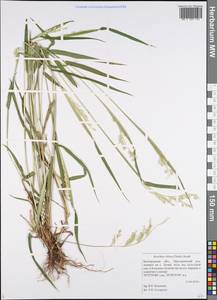 Eriochloa villosa (Thunb.) Kunth, Eastern Europe, Central forest-and-steppe region (E6) (Russia)