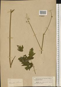 Heracleum sphondylium subsp. sibiricum (L.) Simonk., Eastern Europe, Central region (E4) (Russia)