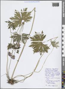Geranium pratense L., Eastern Europe, Moscow region (E4a) (Russia)