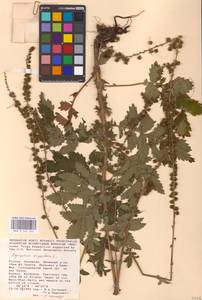 Agrimonia eupatoria L., Eastern Europe, Lower Volga region (E9) (Russia)