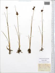 Juncus castaneus subsp. leucochlamys (V.J.Zinger ex V.I.Krecz.) Hultén, Siberia, Chukotka & Kamchatka (S7) (Russia)