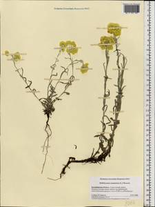 Helichrysum arenarium (L.) Moench, Eastern Europe, Central region (E4) (Russia)