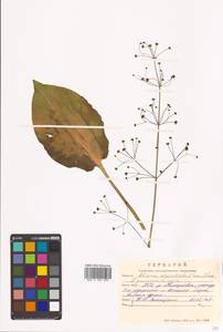 Alisma plantago-aquatica L., Siberia, Russian Far East (S6) (Russia)