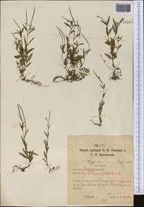 Epilobium palustre L., Middle Asia, Northern & Central Kazakhstan (M10) (Kazakhstan)