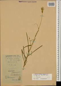 Pseudopodospermum tauricum (M. Bieb.) Vasjukov & Saksonov, Caucasus, Dagestan (K2) (Russia)
