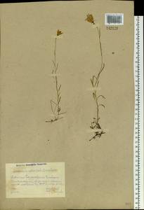 Campanula rotundifolia L., Siberia, Altai & Sayany Mountains (S2) (Russia)
