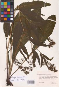 Symphytum tanaicense Steven, Eastern Europe, Lower Volga region (E9) (Russia)