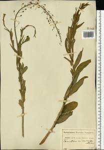 Camelina microcarpa Andrz. ex DC., Eastern Europe, Central forest-and-steppe region (E6) (Russia)