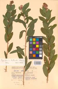 Spiraea × billardii Hérincq, Eastern Europe, Western region (E3) (Russia)