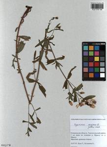 KUZ 018 144, Hypericum ascyron subsp. gebleri (Ledeb.) N. Robson, Siberia, Altai & Sayany Mountains (S2) (Russia)