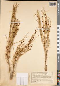 Ephedra equisetina Bunge, Middle Asia, Pamir & Pamiro-Alai (M2) (Tajikistan)