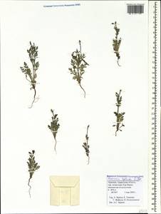 Roemeria hybrida (L.) DC., Caucasus, Armenia (K5) (Armenia)
