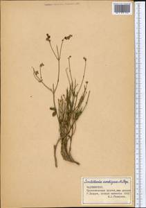 Scutellaria, Middle Asia, Pamir & Pamiro-Alai (M2) (Tajikistan)