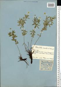 Potentilla erecta (L.) Raeusch., Eastern Europe, Northern region (E1) (Russia)