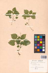 Circaea alpina L., Eastern Europe, Moscow region (E4a) (Russia)