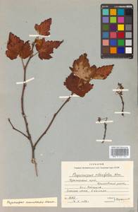 Physocarpus amurensis (Maxim.) Maxim., Siberia, Russian Far East (S6) (Russia)