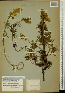 Aconitum confertiflorum (DC.) Gáyer, Caucasus, Stavropol Krai, Karachay-Cherkessia & Kabardino-Balkaria (K1b) (Russia)