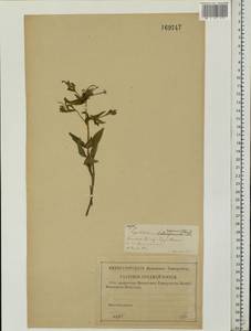 Epilobium roseum subsp. subsessile (Boiss.) P. H. Raven, Eastern Europe, Middle Volga region (E8) (Russia)