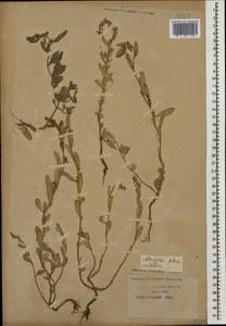 Halimione pedunculata (L.) Aellen, Caucasus, Krasnodar Krai & Adygea (K1a) (Russia)