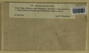 Dicranum spurium Hedw., Bryophytes, Bryophytes - Western Europe (BEu) (Poland)