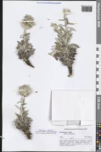 Echinops humilis M. Bieb., Siberia, Altai & Sayany Mountains (S2) (Russia)