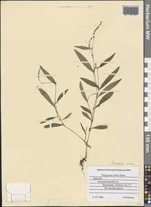 Persicaria minor (Huds.) Opiz, Eastern Europe, Northern region (E1) (Russia)