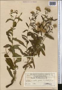 Pentanema britannicum (L.) D.Gut.Larr., Santos-Vicente, Anderb., E.Rico & M.M.Mart.Ort., Middle Asia, Western Tian Shan & Karatau (M3) (Kazakhstan)