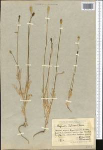 Papaver laevigatum M. Bieb., Middle Asia, Dzungarian Alatau & Tarbagatai (M5) (Kazakhstan)