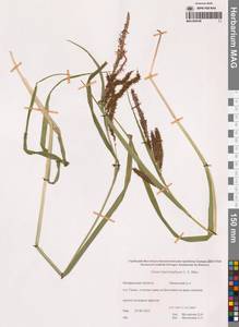 Carex utriculata Boott, Siberia, Chukotka & Kamchatka (S7) (Russia)